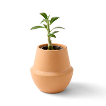 Load image into Gallery viewer, Terracotta Grow Kits: Bonsai
