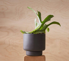 Load image into Gallery viewer, BOTANY porcelain plant pot MEDIUM: Dark Terracotta
