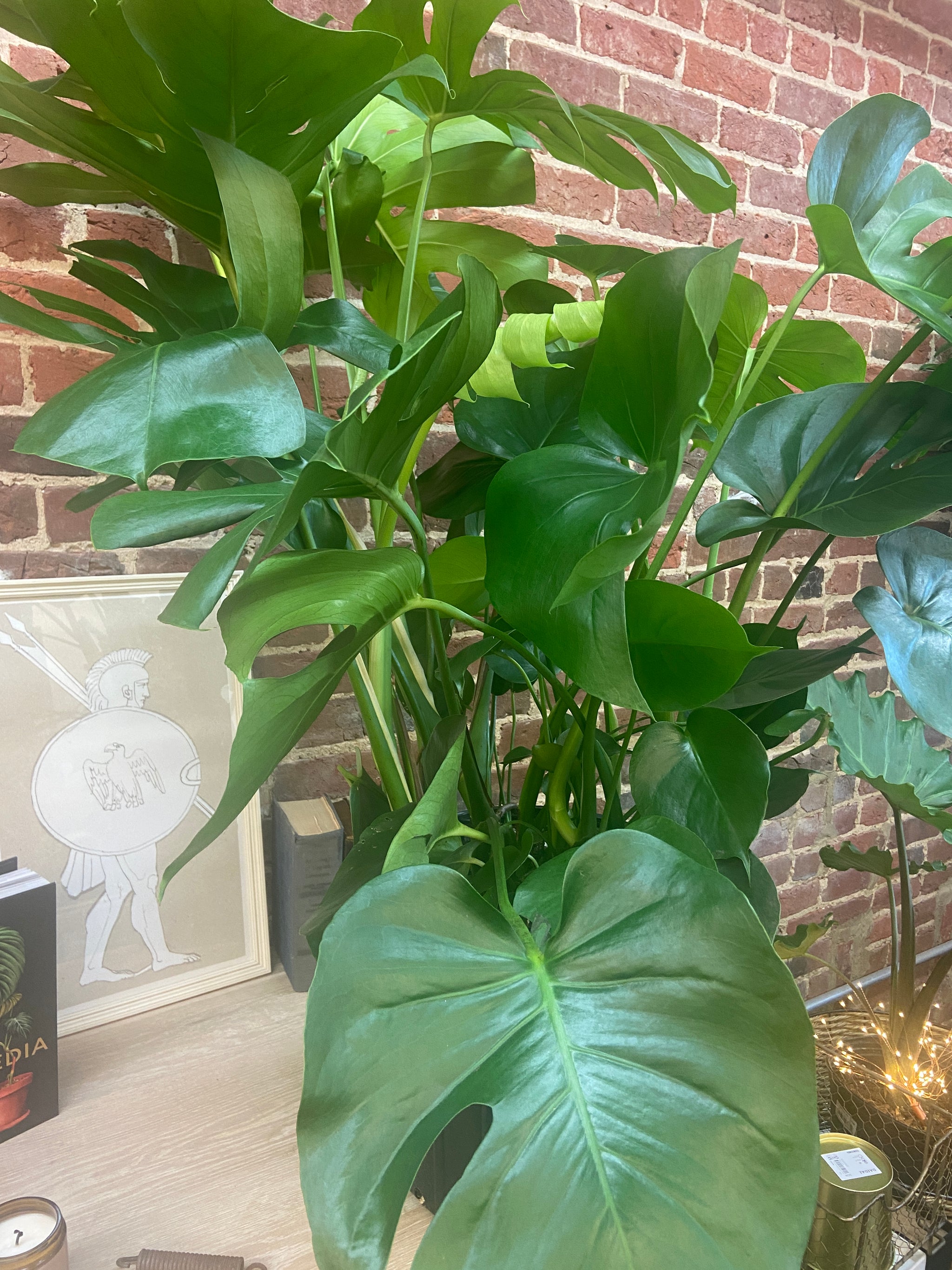 14" Philodendron Monstera Bush BInd/Dry Soil Coles Plants