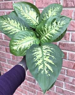 Dieffenbachia Tropic Snow B-Ind/Top Dry Soil